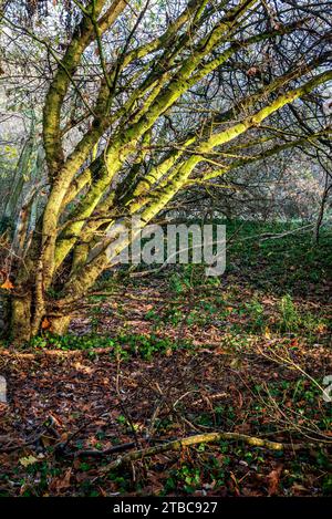 Sonnenlicht im Wald im Herbst. Stockfoto