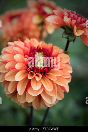 In der Blumenfarm „Dahlia Beach“ in Oxfordshire blüht saisonal ein Orangenblütenbaum. Stockfoto