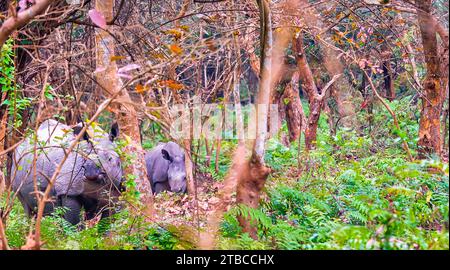 Ein weibliches großes indisches Nashorn zusammen mit seinem Jungen auf der Suche in einem dicht bewaldeten Gebiet des Pobitora Wildlife Sanctuary in Assam, Indien. Stockfoto