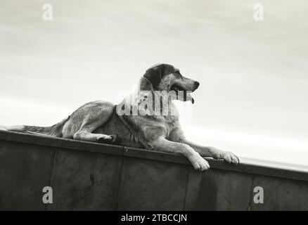 Streunender Obdachloser Hund am Ufer, schwarz-weiß Stockfoto