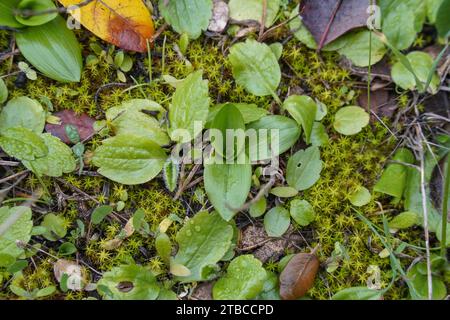 Basalblätter der Hummelorchidee, Ophrys bombyliflora, im Winter, Andalusien, Spanien Stockfoto