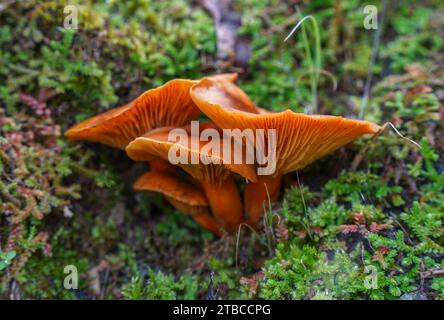 Wilde giftige Pilze, Omphalotus Olearius, Laterne Pilz im Wald. Spanien. Stockfoto