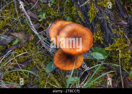 Wilde giftige Pilze, Omphalotus Olearius, Laterne Pilz im Wald. Spanien. Stockfoto