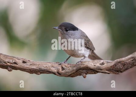 Eurasische Schwarzmücke, (Sylvia atricapilla) Männchen im Garten, Spanien. Stockfoto