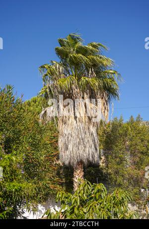 Palme, Washingtonia Robusta Palme, nicht geschnitten. Andalusien, Spanien. Stockfoto
