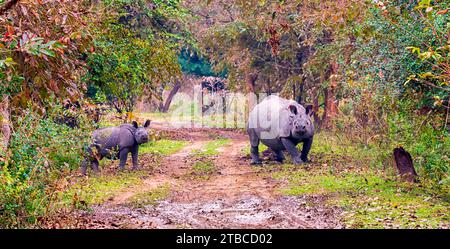 Ein weibliches großes indisches Nashorn überquert zusammen mit seinem Jungen einen Feldweg im Pobitora Wildlife Sanctuary in Assam, Indien. Stockfoto