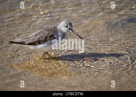 Gemeiner Grünschinken (Tringa nebularia) im Flachwasser während der Nahrungssuche - Fuerteventura Stockfoto