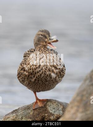 Lustige Ente - Ente, die auf einem Bein steht, mit Feder am Schnabel, sieht aus, als würde sie lachen Stockfoto