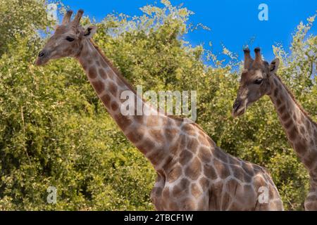Angolanische Giraffe, Giraffa camelopardalis angolensis, Giraffidae, Namib-Wüste, Namibia, Afrika Stockfoto