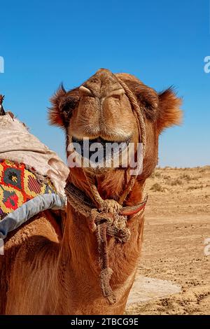 Nahaufnahme eines Dromedarkamels in der Wüste, Kyzylkum-Wüste, usbekistan Stockfoto