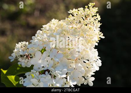 Hortensie in Blüte, weiße Blüten an einem Sommertag über verschwommenem dunklem Hintergrund, Makrofoto im Freien mit selektivem Weichfokus Stockfoto