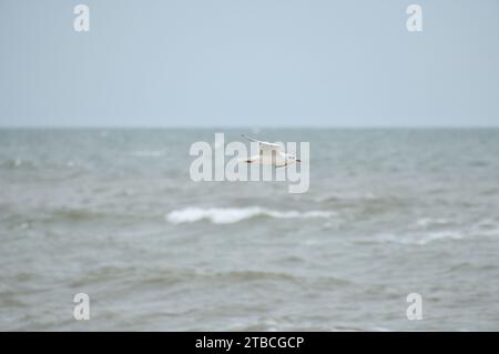 Möwe fliegt über die Ostsee an der Küste vor dem Strand. Tierfoto eines Vogels. Stockfoto