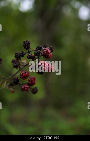 bramble-Zweig mit Reifen roten Beeren und einigen bereits getrockneten Beeren, ideal für Vogelfutter im Winter Stockfoto