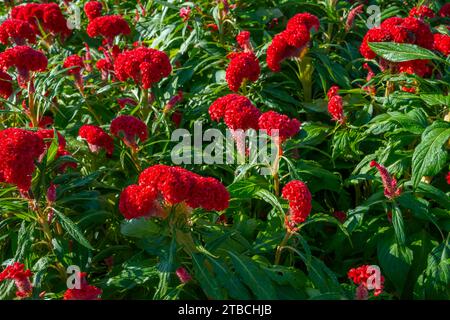 Rotkäppchen (Celosia argentea var. Cristata) wächst in einer tropischen Gartengrenze. Stockfoto