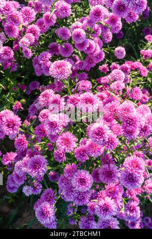 Lila Margaretenblütenfarm, dunkler Ton. Stockfoto