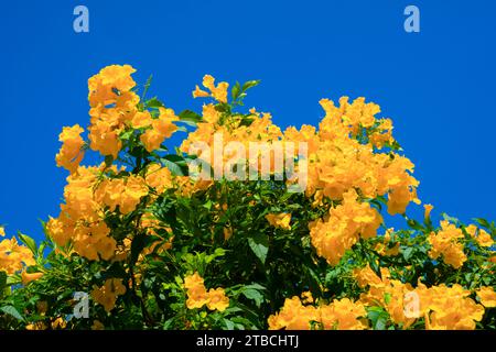 Gelbe Blumen, Tecoma stans, gelbe Glocke, Trompetenrebe, blüht in einem Garten am blauen Himmel. Stockfoto