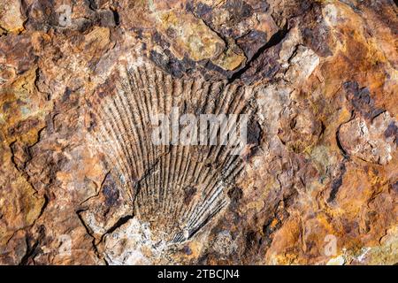 Fossilien der Meereslebewesen in Siltstein. Tasmanien, Australien. Stockfoto