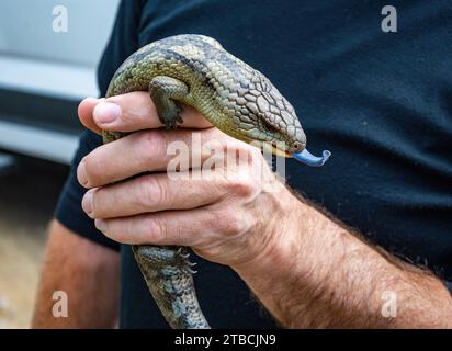 Eine fleckige Blauzungeneidechse (Tiliqua nigrolutea), die in der Hand gehalten wird. Tasmanien, Australien. Stockfoto