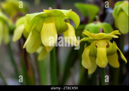 Yellow American Pitcher Plant Stockfoto