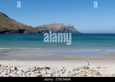 Falklandinseln, West Falklands, Grave Cove. Gentoo-Pinguine (Pygoscelis papua) am weißen Sandstrand. Stockfoto