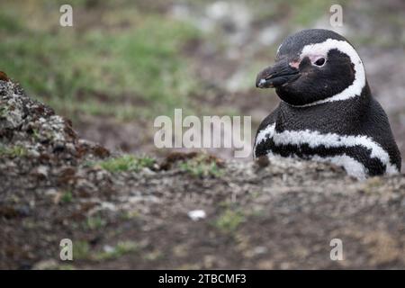 Falklandinseln, West Falklands, Saunders Island. Magellanpinguin (Spheniscus magellanicus) Stockfoto