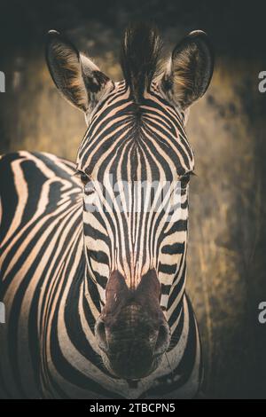 Nahporträt eines wilden Burchell-Zebras mit markanten Streifen in ihrem Lebensraum Südafrika Stockfoto