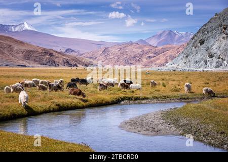Changthangi oder Ladakh Pashmina Ziegen, Hanle, Ladakh, Indien Stockfoto