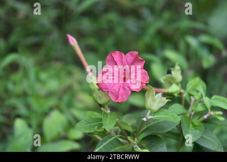 Wunderschöne Nahaufnahme einer rosa lila gemischten Four O'Clock Blume (Marvel of Peru), die am Abend blüht Stockfoto