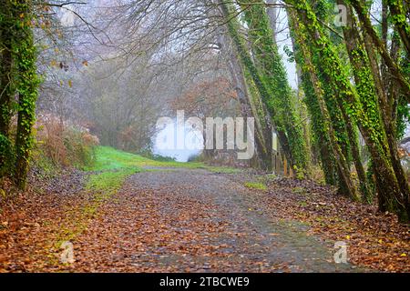 Ältere Frauen wandern im Herbstfall Forest im Perigord National Forest Stockfoto