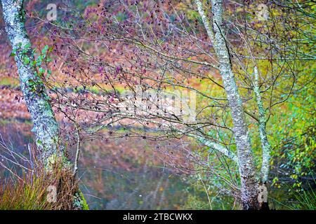 Perigord National Forest Herbstherbsttag Dordogne Frankreich am See Stockfoto