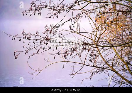 Perigord National Forest Herbstherbsttag Dordogne Frankreich am See Stockfoto