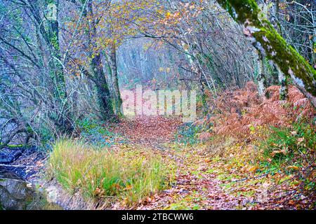 Perigord National Forest Herbstherbsttag Dordogne Frankreich am See Stockfoto