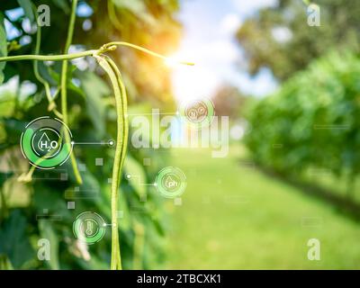 Smart Farming mit IoT, futuristisches Landwirtschaftskonzept 4,0, Farming 4,0, Smart Agricultural Technology und innovative Agrarkonzepte Stockfoto