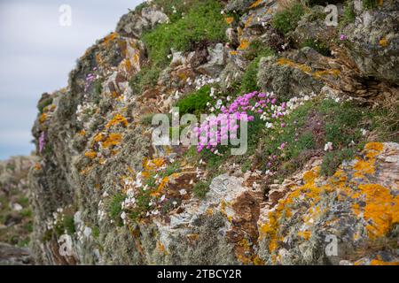 Frühling Wildblumen auf den Felsen von Rhoscolyn an der Küste von Anglesey, Nordwales. Stockfoto