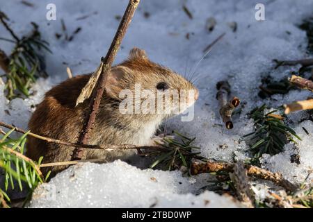 Rötelmaus Stockfoto