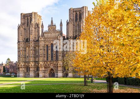 Herbstfarben auf der Kathedrale grün vor der Westfront der Wells Cathedral, Wells, Somerset, England, Großbritannien Stockfoto