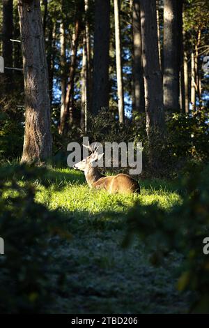 Ein großer Bock mit Geweih, der in einem Sonnenfleck neben einem Wald ruht. Stockfoto