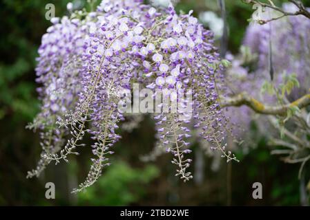 Wisteria villosa. Genannt Wisteria chinensis Stockfoto