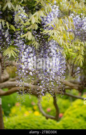 Wisteria villosa. Genannt Wisteria chinensis Stockfoto