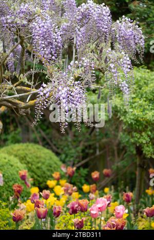 Wisteria villosa. Genannt Wisteria chinensis Stockfoto