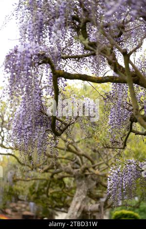 Wisteria villosa. Genannt Wisteria chinensis Stockfoto