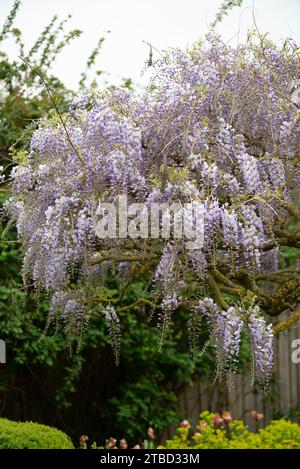 Wisteria villosa. Genannt Wisteria chinensis Stockfoto