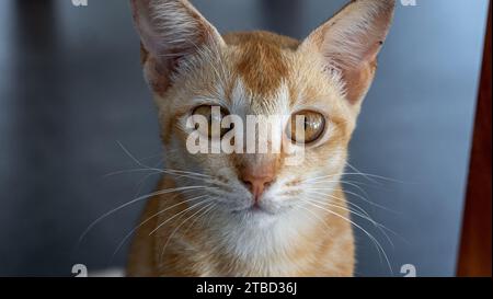 Beige und weiße Tabby Cat's Bold Eye in Makrofotografie Stockfoto