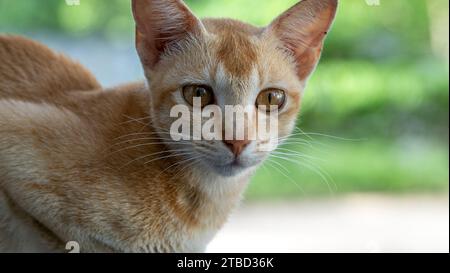 Hypnotischer Smaragd: Der faszinierende Blick einer Beige und Weißen Katze Stockfoto
