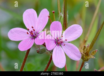 Gemeiner Storksbill (Erodium cicutarium) blüht auf Machair Grasland im RSPB Reserve von Balranald, North Uist, Äußere Hebriden, Schottland. Stockfoto