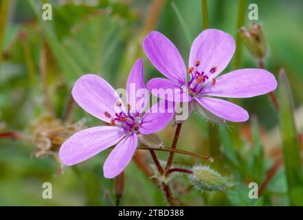 Gemeiner Storksbill (Erodium cicutarium) blüht auf Machair Grasland im RSPB Reserve von Balranald, North Uist, Äußere Hebriden, Schottland. Stockfoto