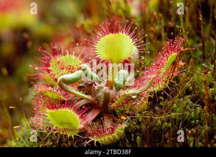 Der im Moor wachsende Sonnentau (Drosera rotundifolia), das Naturschutzgebiet Inversnaid, Loch Lomond und den Trossachs-Nationalpark, Schottland Stockfoto