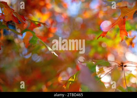 Herbstfarben im Dezember im Red Bud Isle Park in Austin, Texas Stockfoto