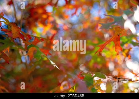 Herbstfarben im Dezember im Red Bud Isle Park in Austin, Texas Stockfoto