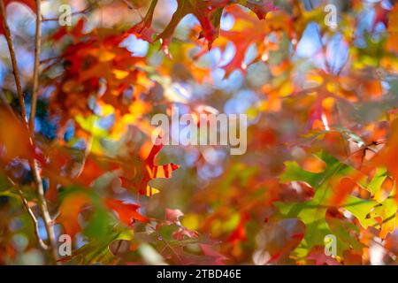 Herbstfarben im Dezember im Red Bud Isle Park in Austin, Texas Stockfoto